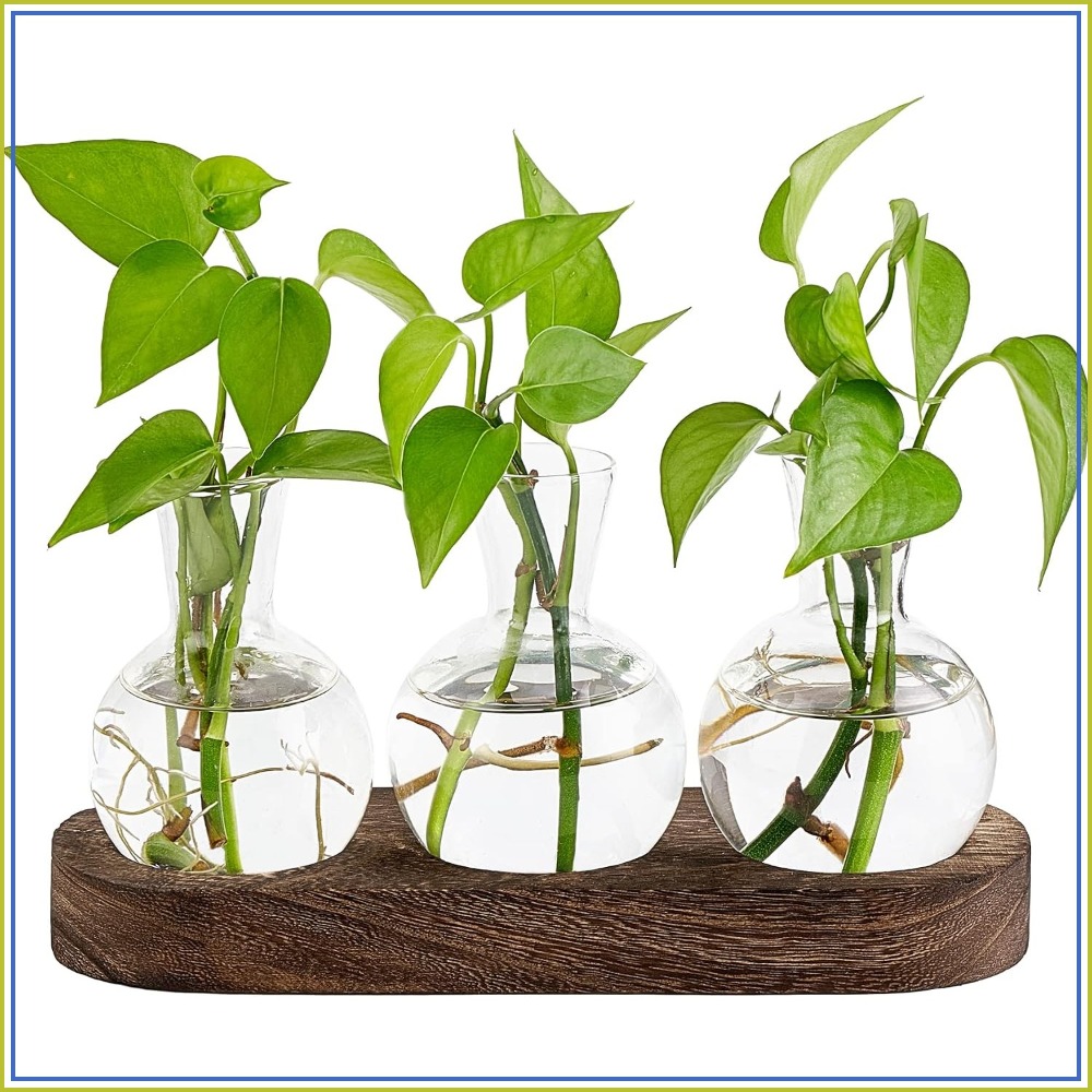 Desktop Plant Propagation Stat - Propagation Station Vase review and price