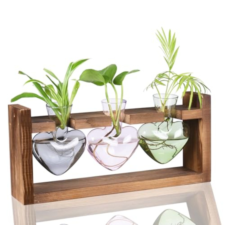 3-Heart Plant Terrarium Kit -  - Propagation Station Vase review and price