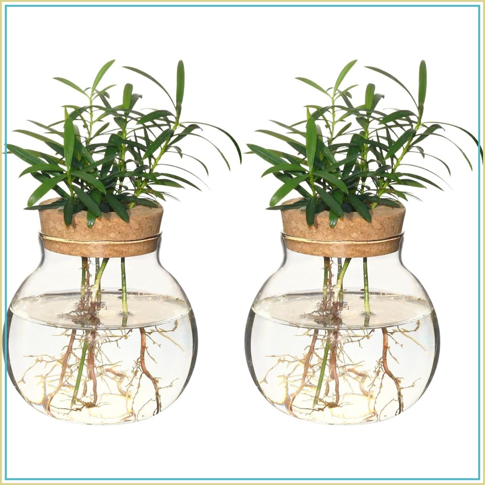 Hydroponic Plant Propagation S - Propagation Station Vase review and price