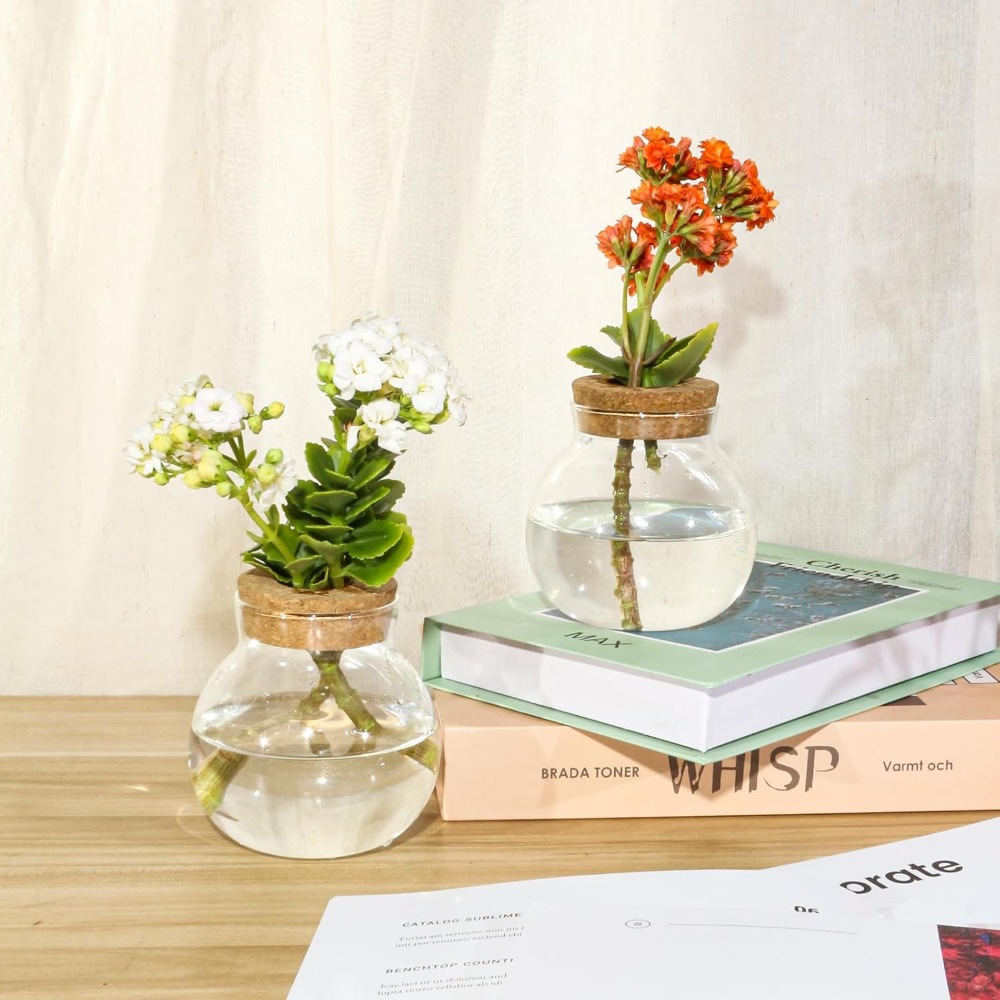 Hydroponic Plant Propagation S - Propagation Station Vase review and price